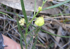 Acacia bynoeana