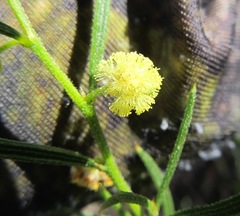 Acacia bynoeana