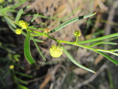 Acacia bynoeana