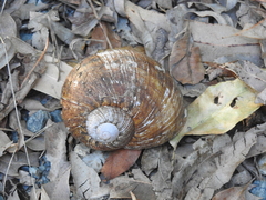 Hedleyella falconeri