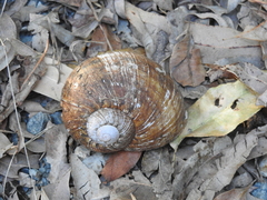 Hedleyella falconeri