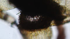 Stereodon subimponens