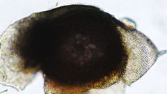 Stereodon subimponens