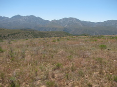 Phyllanthus incurvus