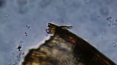 Stereodon subimponens