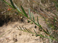Phyllanthus incurvus