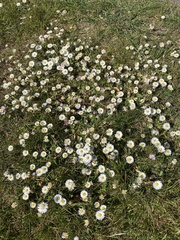 Bellis perennis