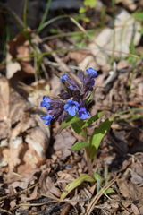 Pulmonaria angustifolia