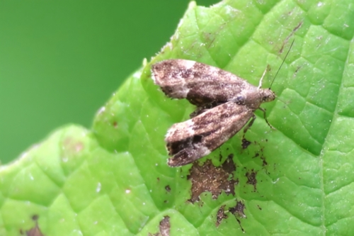 Common Nettle-tap