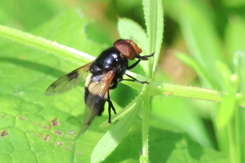 Pellucid Hover Fly