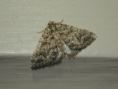 Xanthorhoe xanthospila