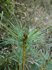 Pinus morrisonicola