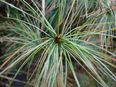 Pinus morrisonicola