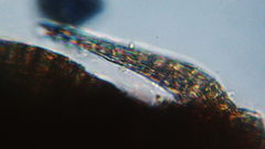 Stereodon subimponens