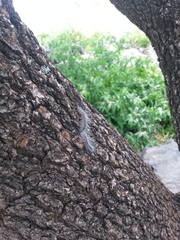 Thaumetopoea solitaria