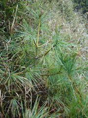 Pinus morrisonicola