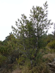 Pinus morrisonicola