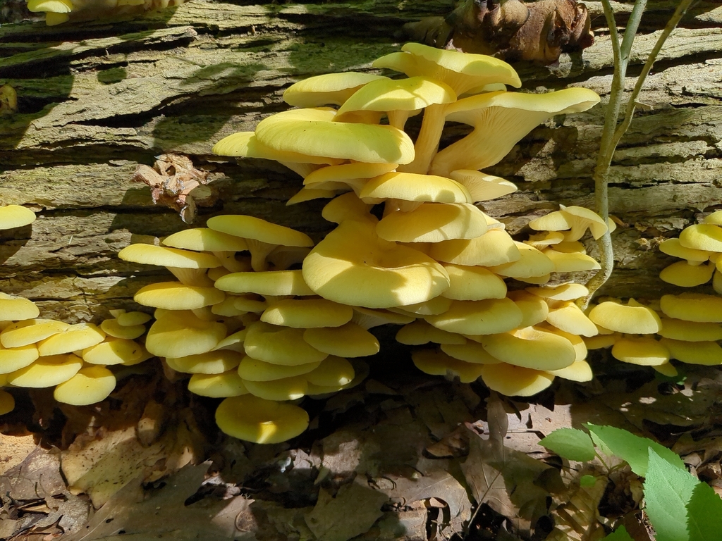 Golden Oyster Mushroom · June 2026 · photo: Photo: (c) Spencer Rzepka, some rights reserved (CC BY) · iNaturalist