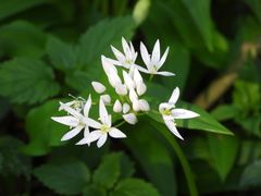 Allium ursinum