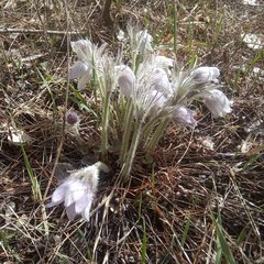 Pulsatilla patens