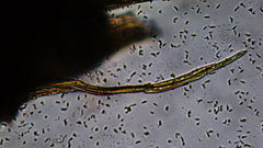 Stereodon subimponens