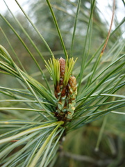 Pinus morrisonicola