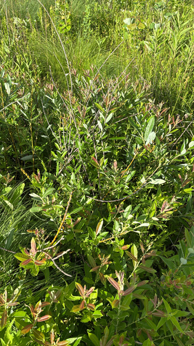 iNaturalist observation photo of Prairie Willow