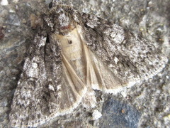 Acronicta concrepta