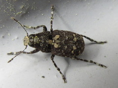 Sphinctotropis laxa