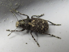 Sphinctotropis laxa
