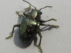 Scelodonta lewisii