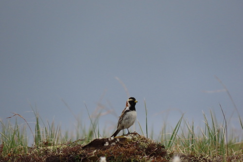 Lapland Longspur