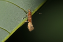 Labdia semicoccinea