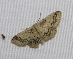 Idaea pseliota