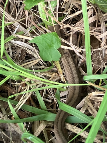 Brown Snake