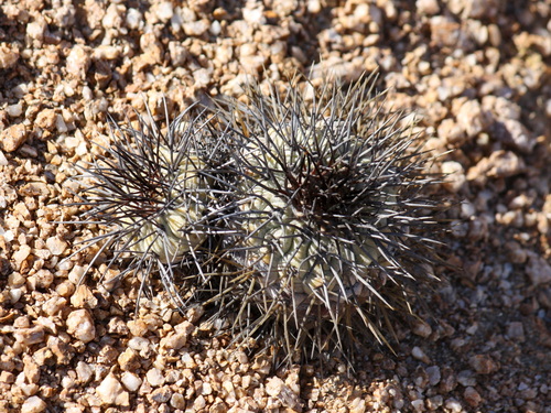 Copiapoa grandiflora