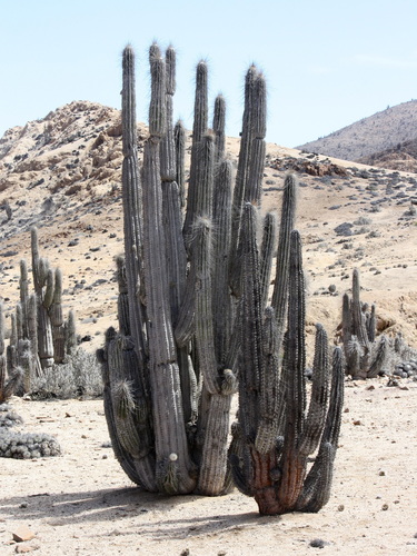 Eulychnia iquiquensis, photograph 1