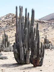 Eulychnia iquiquensis, photograph (c) Rodrigo Castillo Tapia, some rights reserved (CC BY)