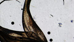 Stereodon subimponens