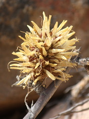 Deuterocohnia chrysantha, photograph (c) Rodrigo Castillo Tapia, some rights reserved (CC BY)
