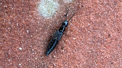 Cafius, 2026-06-18