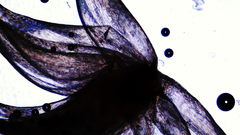 Stereodon subimponens