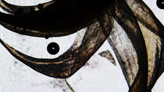 Stereodon subimponens