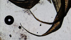 Stereodon subimponens