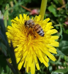 Apis mellifera