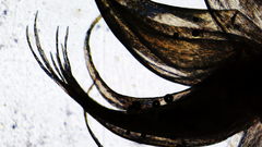 Stereodon subimponens