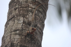 Calotes versicolor