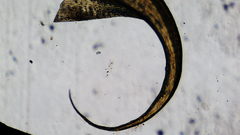 Stereodon subimponens