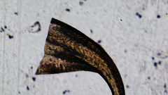 Stereodon subimponens