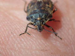 Holcogaster fibulata